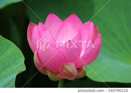 奧加蓮花由2000年前的種子復活。 奧加蓮花由2000年前的種子復活。 140790228