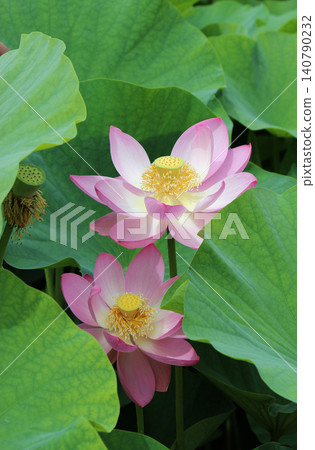 The Oga lotus revived from seeds 2,000 years old. The Oga lotus revived from seeds 2,000 years old. 140790232