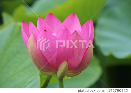 奧加蓮花由2000年前的種子復活。 奧加蓮花由2000年前的種子復活。 140790235