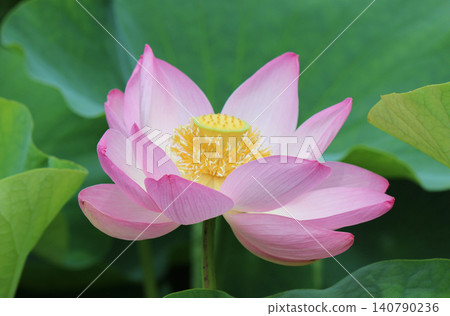 奧加蓮花由2000年前的種子復活。 140790236