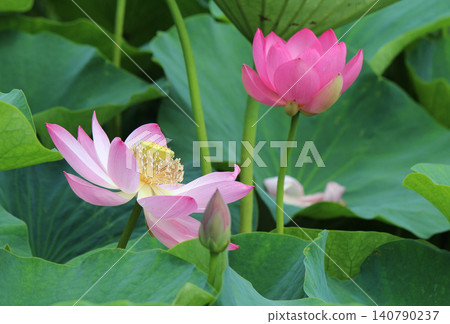 奧加蓮花由2000年前的種子復活。 奧加蓮花由2000年前的種子復活。 140790237