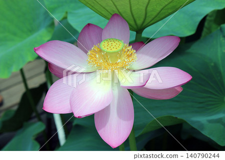 奧加蓮花由2000年前的種子復活。 奧加蓮花由2000年前的種子復活。 140790244