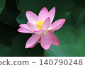 奧加蓮花由2000年前的種子復活。 140790248