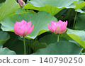 奧加蓮花由2000年前的種子復活。 140790250
