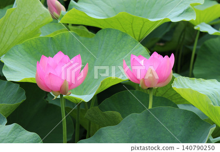The Oga lotus revived from seeds 2,000 years old. The Oga lotus revived from seeds 2,000 years old. 140790250