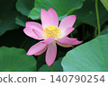 奧加蓮花由2000年前的種子復活。 140790254