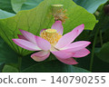 奧加蓮花由2000年前的種子復活。 140790255