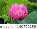 奧加蓮花由2000年前的種子復活。 140790256
