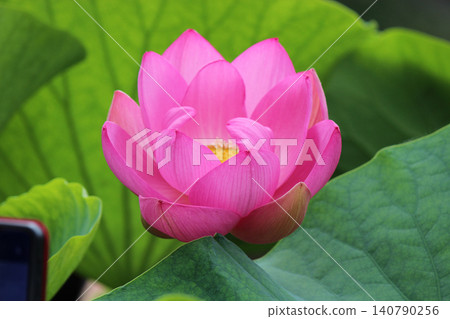 The Oga lotus revived from seeds 2,000 years old. The Oga lotus revived from seeds 2,000 years old. 140790256