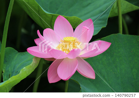 The Oga lotus revived from seeds 2,000 years old. The Oga lotus revived from seeds 2,000 years old. 140790257