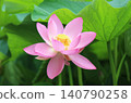 奧加蓮花由2000年前的種子復活。 140790258