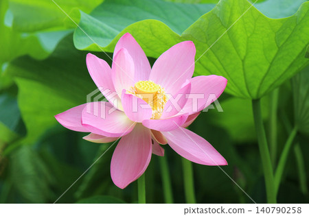 The Oga lotus revived from seeds 2,000 years old. The Oga lotus revived from seeds 2,000 years old. 140790258