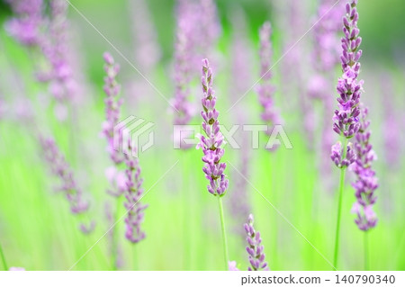 Softly blooming lavender Softly blooming lavender 140790340