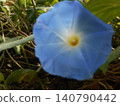 Morning glory 140790442