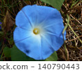 Morning glory 140790443