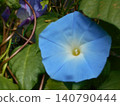 Morning glory 140790444