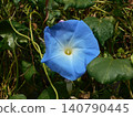 Morning glory 140790445