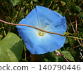 Morning glory 140790446