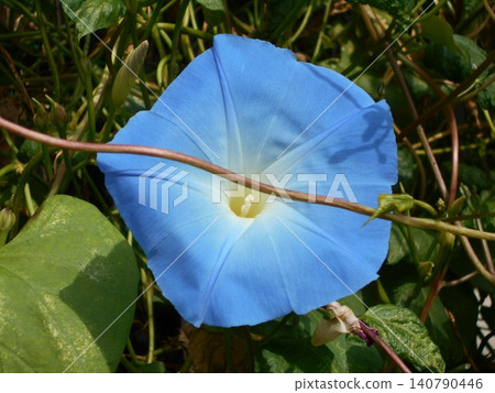 Morning glory Morning glory 140790446