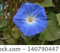 Morning glory 140790447
