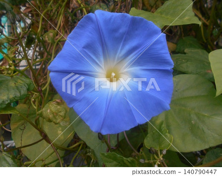 Morning glory Morning glory 140790447