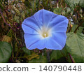 Morning glory 140790448