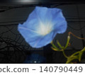 Morning glory 140790449