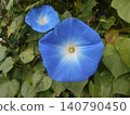 Morning glory 140790450
