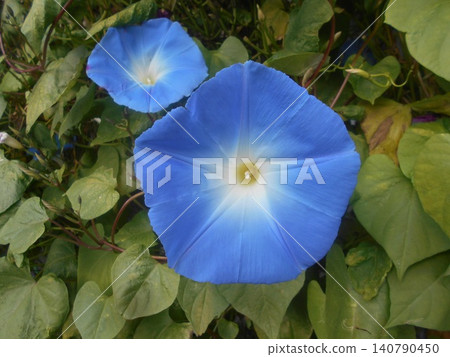 Morning glory Morning glory 140790450