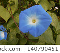 Morning glory 140790451