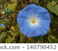 Morning glory 140790452