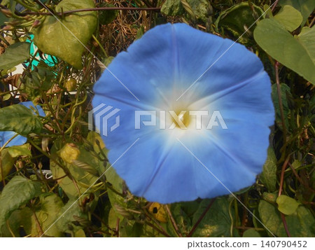 Morning glory Morning glory 140790452