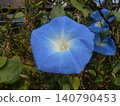 Morning glory 140790453
