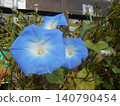 Morning glory 140790454