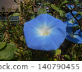 Morning glory 140790455