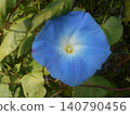 Morning glory 140790456