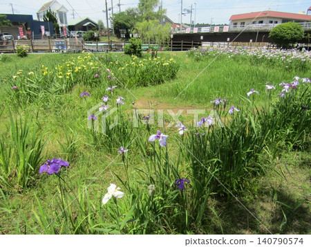 潮來鳶尾花節上的鳶尾花 潮來鳶尾花節上的鳶尾花 140790574