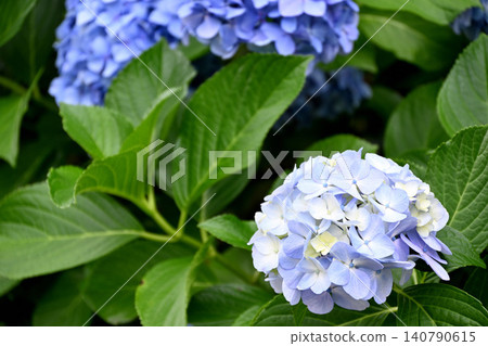 繡球花 繡球花 140790615