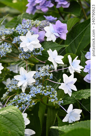 繡球花 140790623