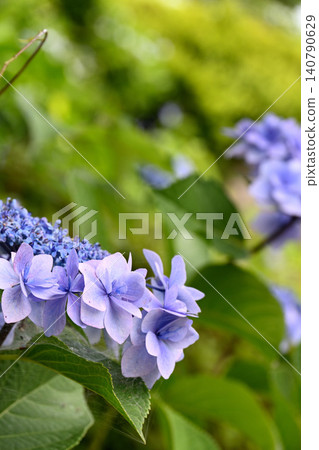 Hydrangea flower Hydrangea flower 140790629