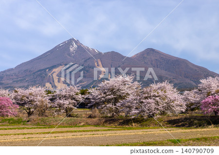 福島縣山郡豬苗代町關戶:溪流兩旁種著染井吉野櫻和八重櫻,遠眺磐梯山。 福島縣山郡豬苗代町關戶:溪流兩旁種著染井吉野櫻和八重櫻,遠眺磐梯山。 140790709