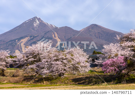 Sekito, Inawashiro-machi, Yama-gun, Fukushima Prefecture: A row of Somei Yoshino and Yaezakura cherry trees along a stream, with a view of Mount Bandai. 140790711
