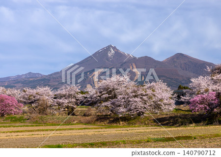 Sekito, Inawashiro-machi, Yama-gun, Fukushima Prefecture: A row of Somei Yoshino and Yaezakura cherry trees along a stream, with a view of Mount Bandai. Sekito, Inawashiro-machi, Yama-gun, Fukushima Prefecture: A row of Somei Yoshino and Yaezakura cherry trees along a stream, with a view of Mount Bandai. 140790712
