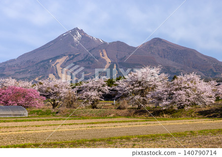 Sekito, Inawashiro-machi, Yama-gun, Fukushima Prefecture: A row of Somei Yoshino and Yaezakura cherry trees along a stream, with a view of Mount Bandai. Sekito, Inawashiro-machi, Yama-gun, Fukushima Prefecture: A row of Somei Yoshino and Yaezakura cherry trees along a stream, with a view of Mount Bandai. 140790714