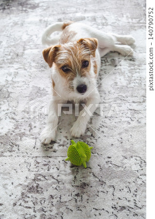 Jack Russell Terrier dog lying on rug with green rubber spiky ball toy. Jack Russell Terrier dog lying on rug with green rubber spiky ball toy. 140790752