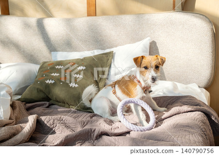 Jack Russell Terrier dog sitting on bed with chew ring toy. Jack Russell Terrier dog sitting on bed with chew ring toy. 140790756