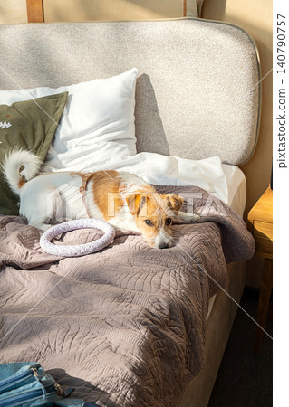 Jack Russell terrier dog resting on bed with toy inside sunlit bedroom. Jack Russell terrier dog resting on bed with toy inside sunlit bedroom. 140790757