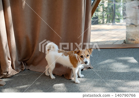 Jack Russell terrier puppy standing indoors near brown curtain. Jack Russell terrier puppy standing indoors near brown curtain. 140790766