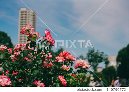 Roses blooming in the park Roses blooming in the park 140790772