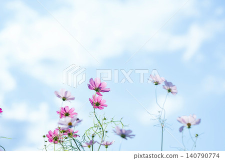 Cosmos shining in the blue sky Cosmos shining in the blue sky 140790774